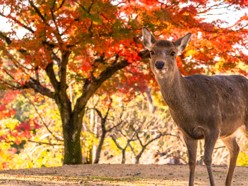 奈良公園