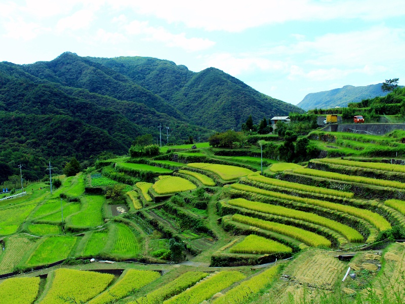 中山千枚田