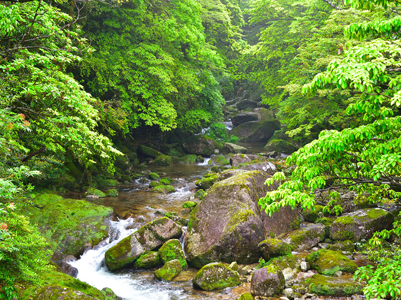 屋久島　白谷雲水峡