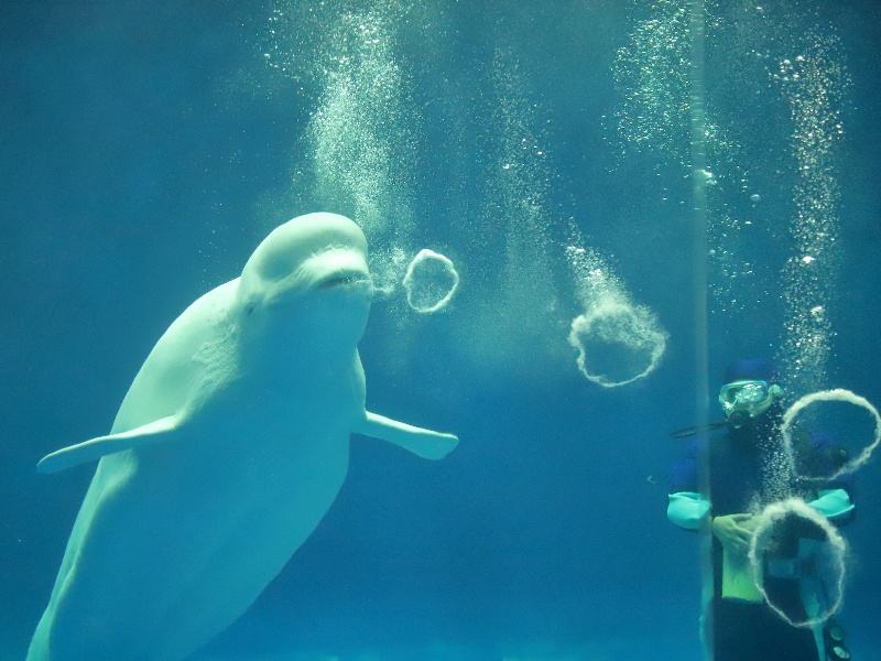 島根県立しまね海洋館アクアスのシロイルカ