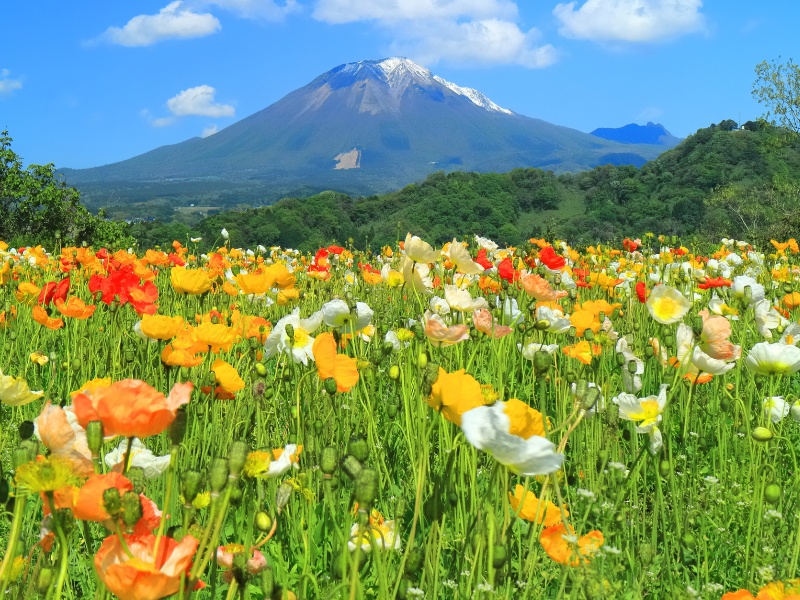 鳥取県立フラワーパークとっとり花回廊