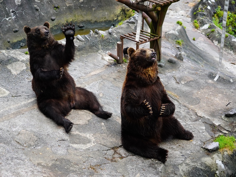 のぼりべつクマ牧場