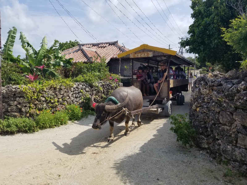 竹富島・水牛車