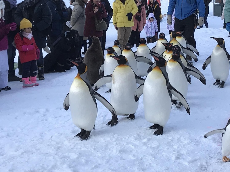 旭川市　旭山動物園