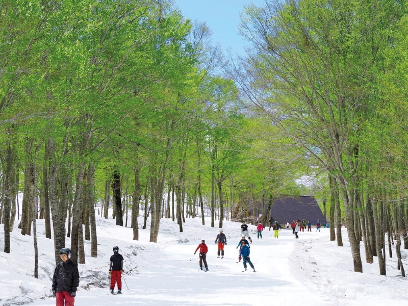 ゲレンデイメージ