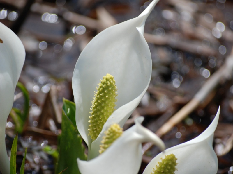 春の水芭蕉