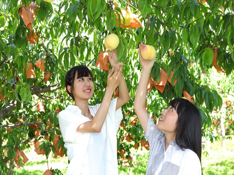 「白桃」の収穫体験