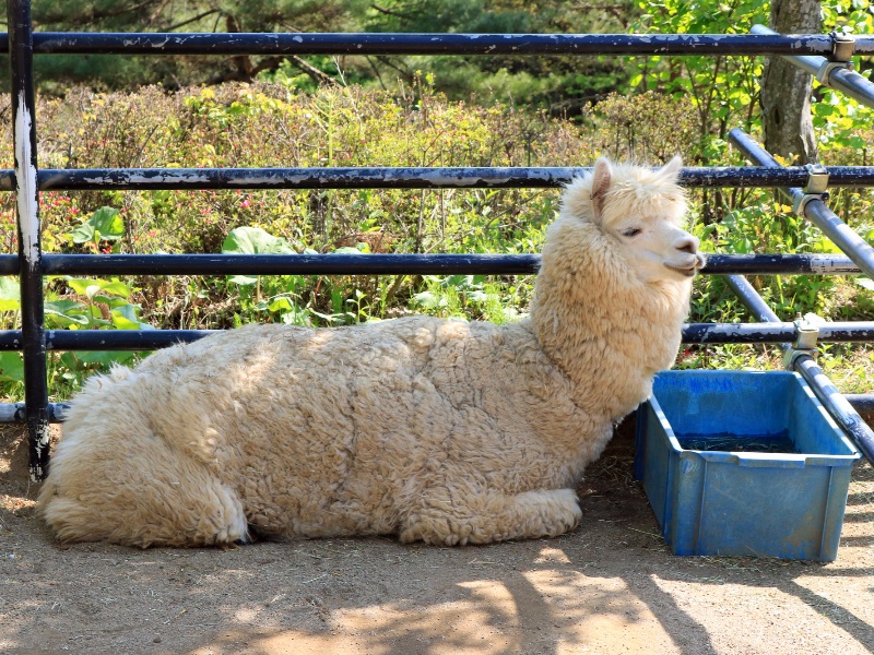 盛岡市動物公園 ZOOMO