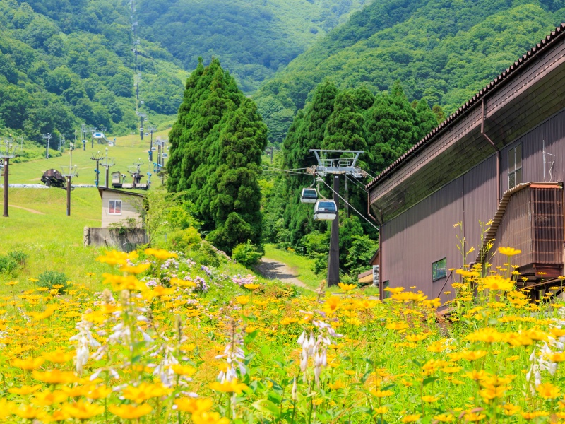 白馬五竜高山植物園