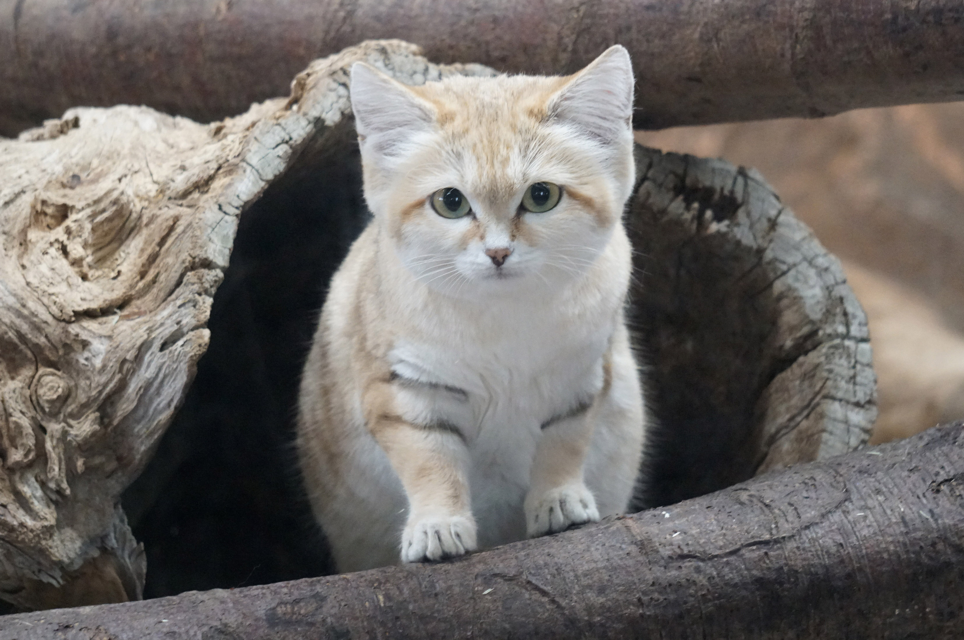 クイズラリーに参加して動物について学ぼう！日本でもここだけしか会えない動物に出会える！那須どうぶつ王国ツアー