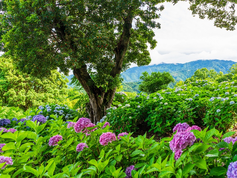 とくしま植物園