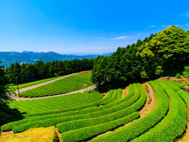 嬉野 茶畑