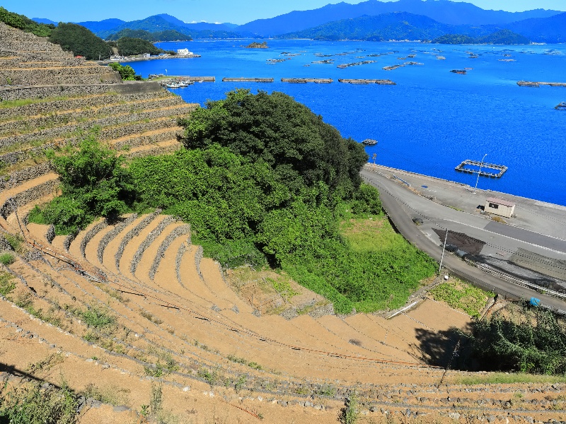 遊子水荷浦の段畑