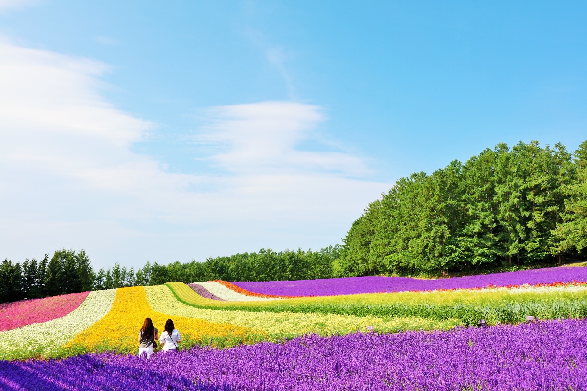 富良野