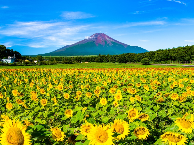 山中湖花の都公園