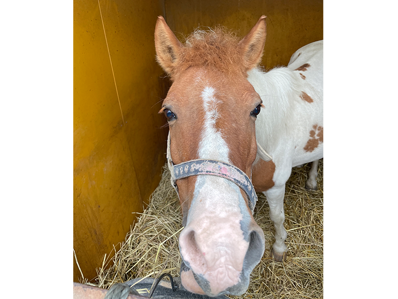 ばんえい競馬場