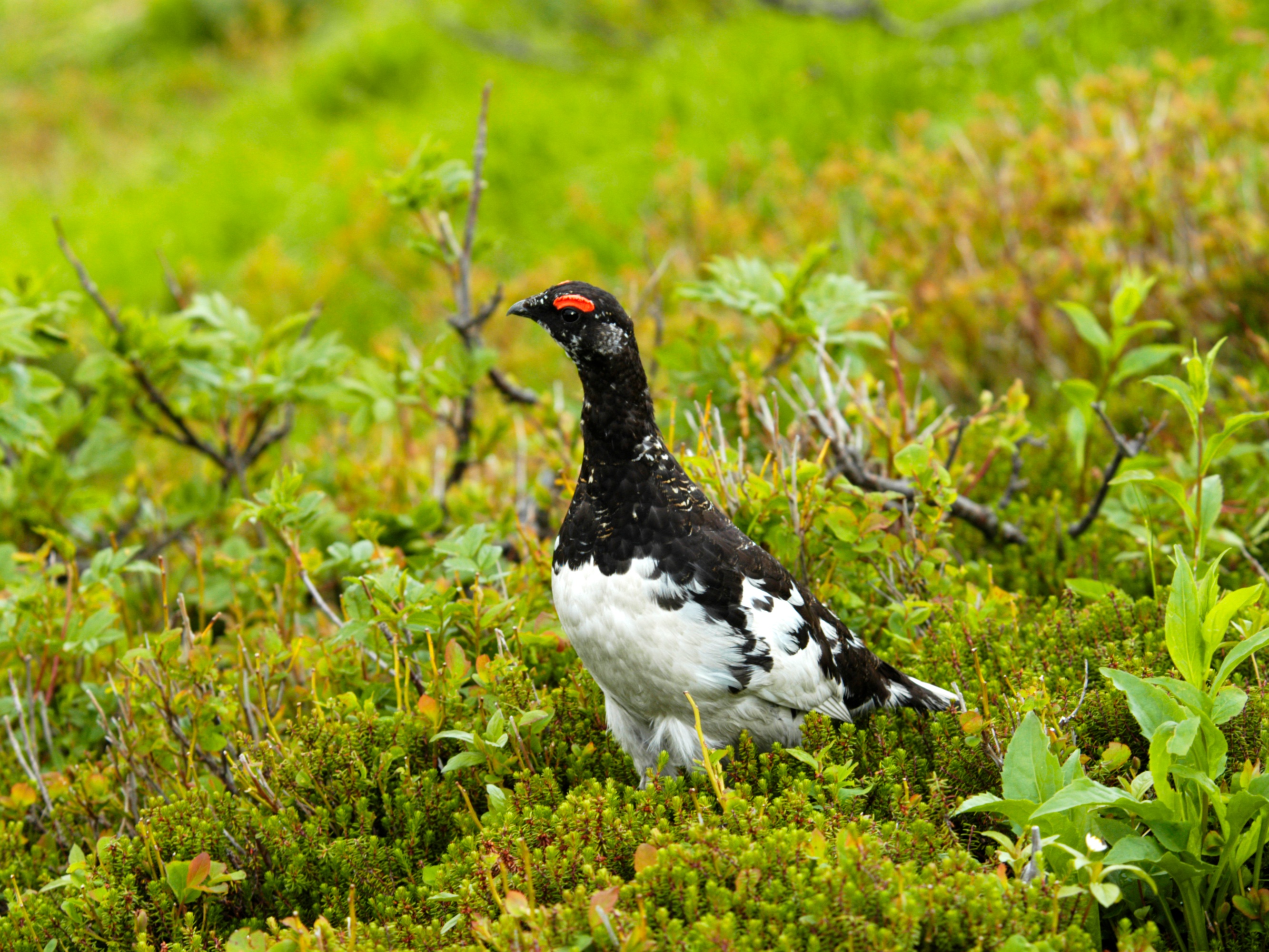 写真提供：立山黒部アルペンルート　雷鳥（7月頃/イメージ）