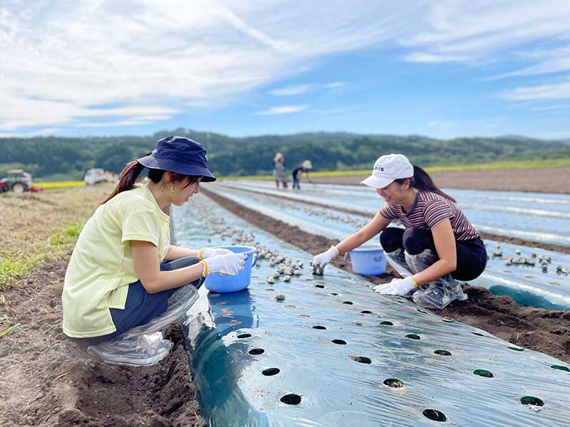 にんにく栽培イメージ