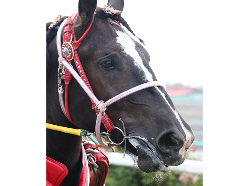 ばんえい競馬場