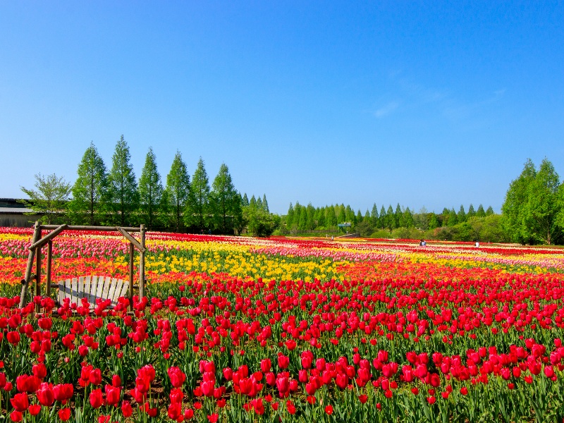 世羅高原農場