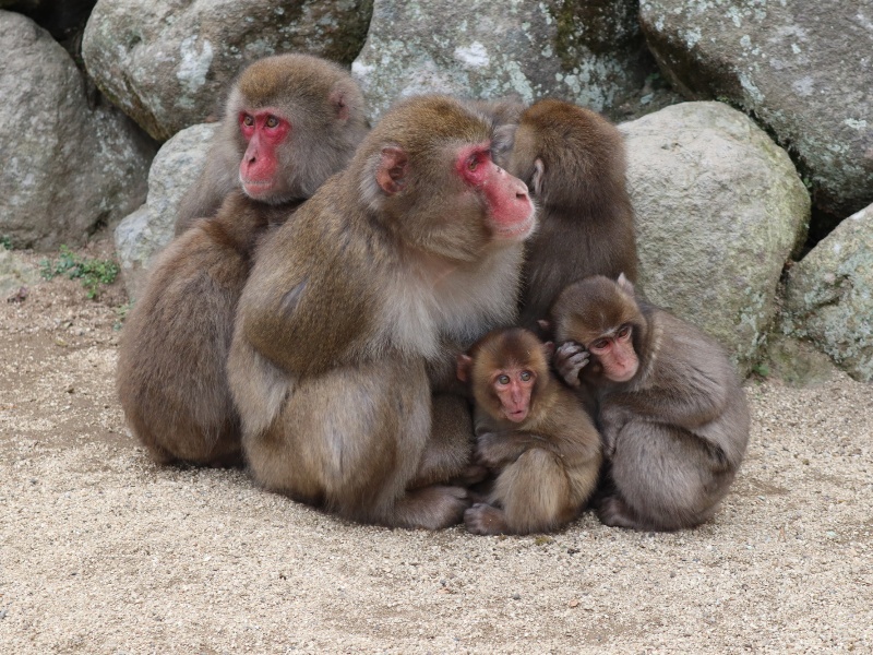 高崎山自然動物園