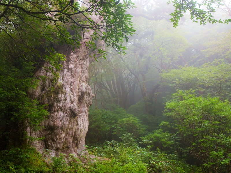 縄文杉