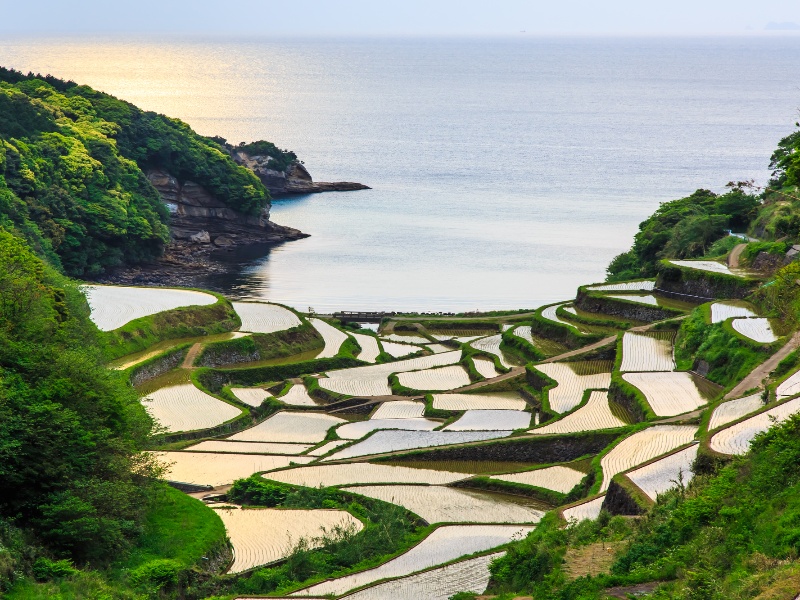 浜野浦の棚田