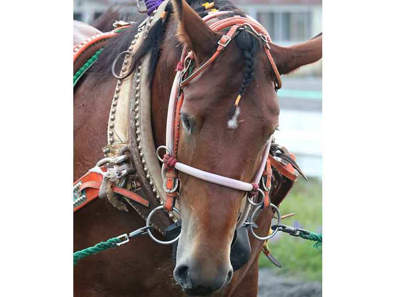 ばんえい競馬場