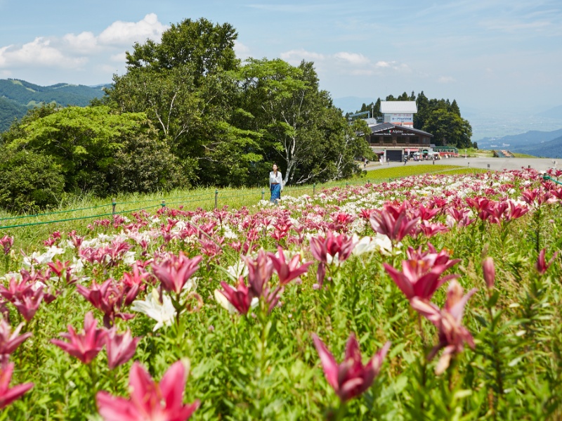 ユリ園