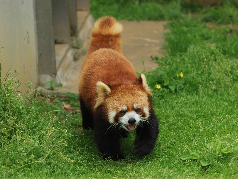 茶臼山動物園