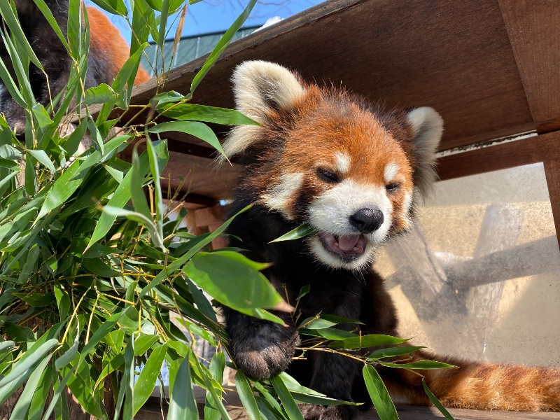 旭川市　旭山動物園