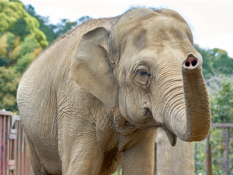 静岡市立日本平動物園