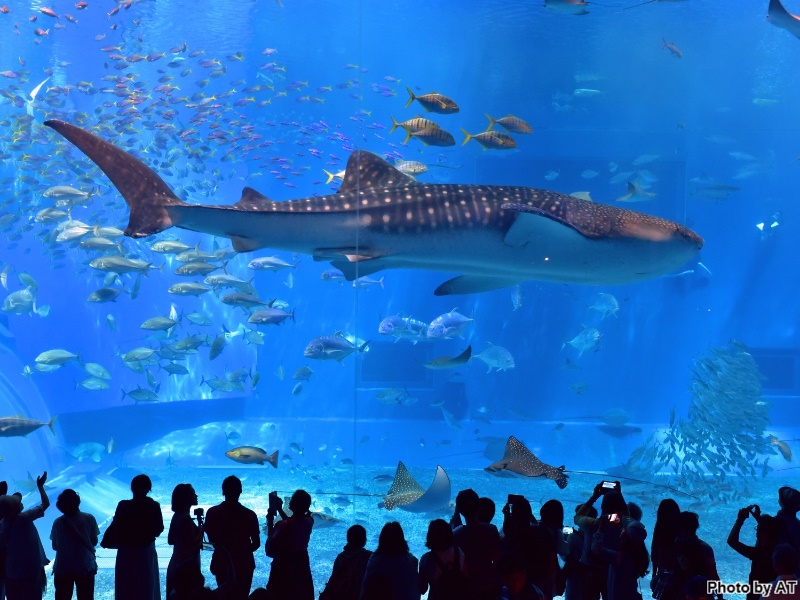 水族館