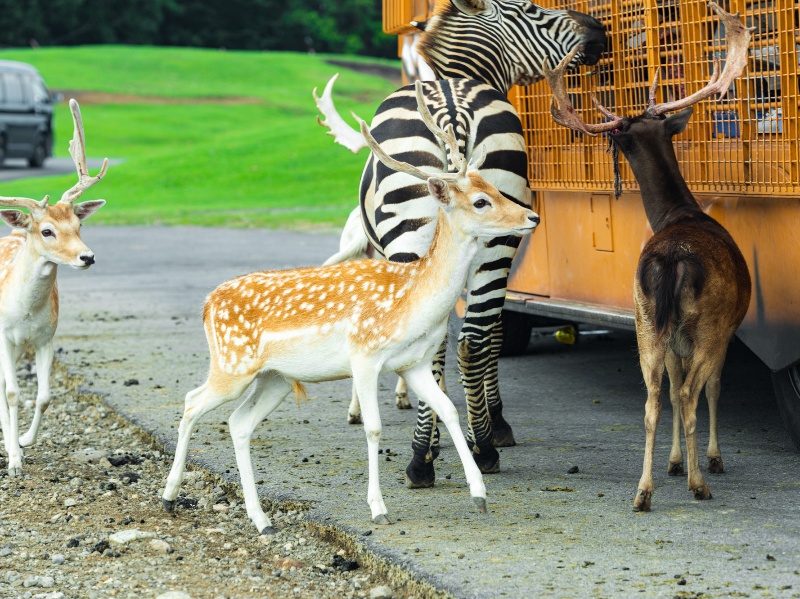 九州自然動物公園アフリカンサファリ