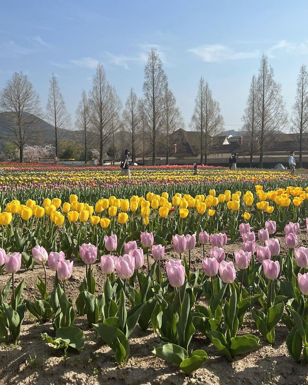 滋賀農業公園ブルーメの丘