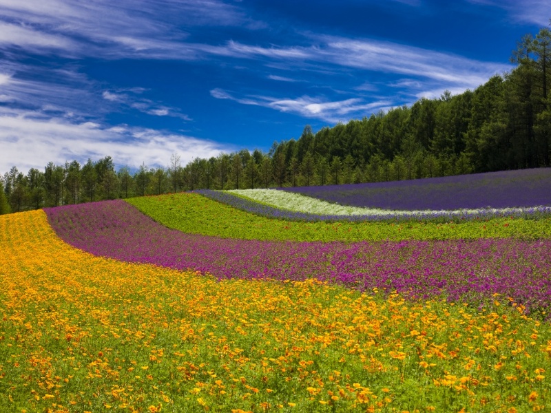 富良野・美瑛