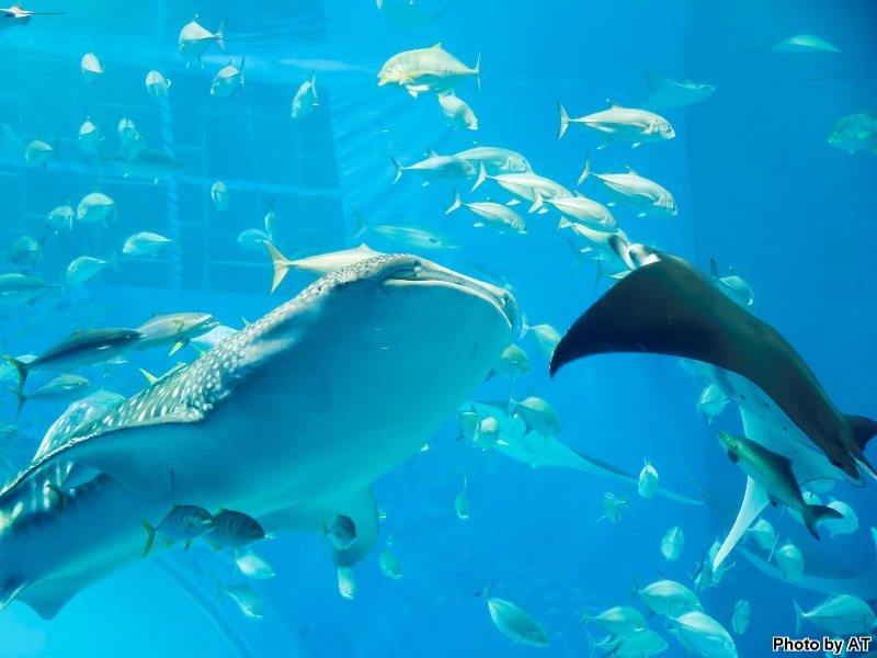 美ら海水族館