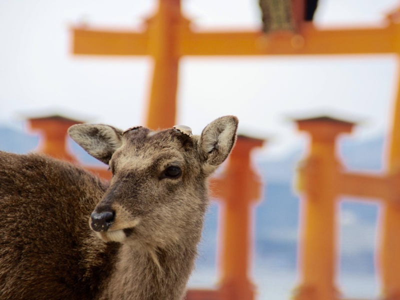 宮島の鹿