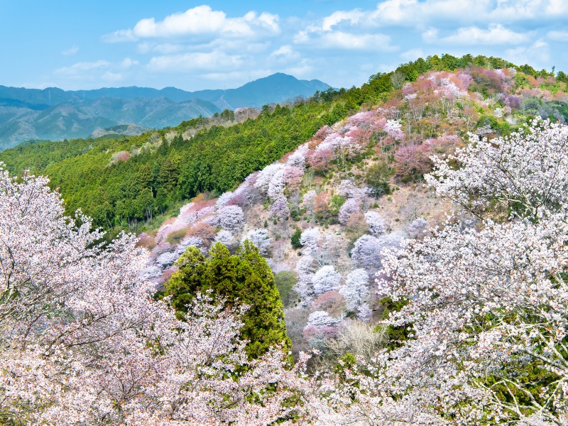 吉野山