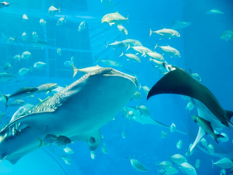 美ら海水族館・「黒潮の海」