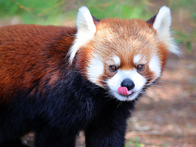 宮崎市フェニックス自然動物園