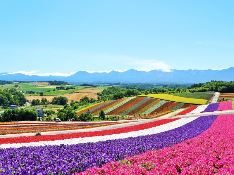北海道 四季彩の丘（イメージ）