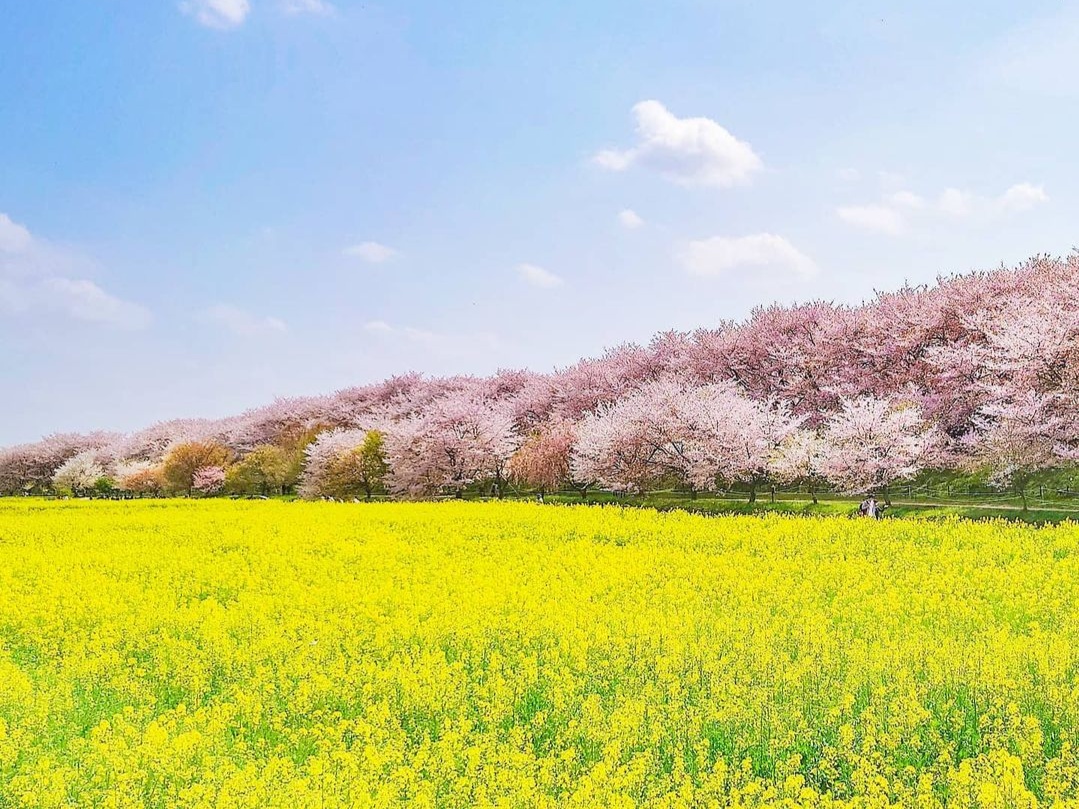 幸手権現堂桜堤