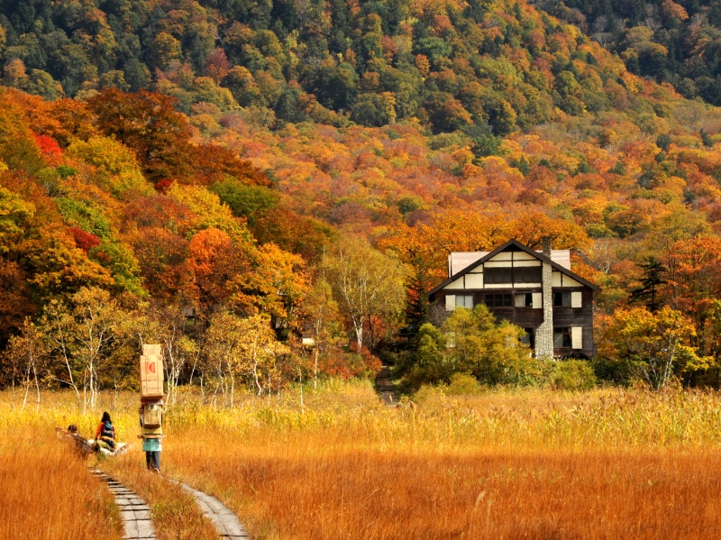 秋の草紅葉