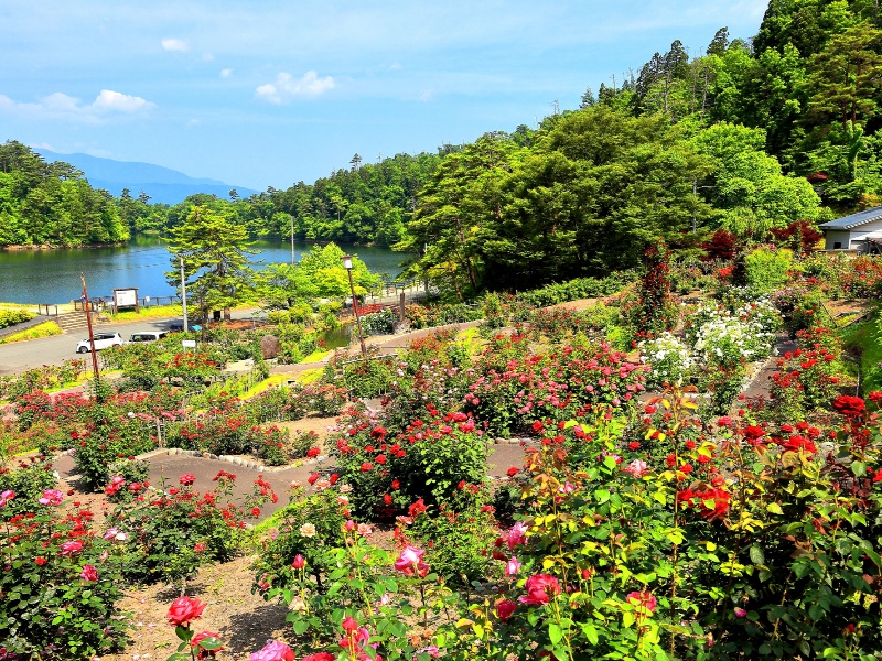 東沢バラ公園