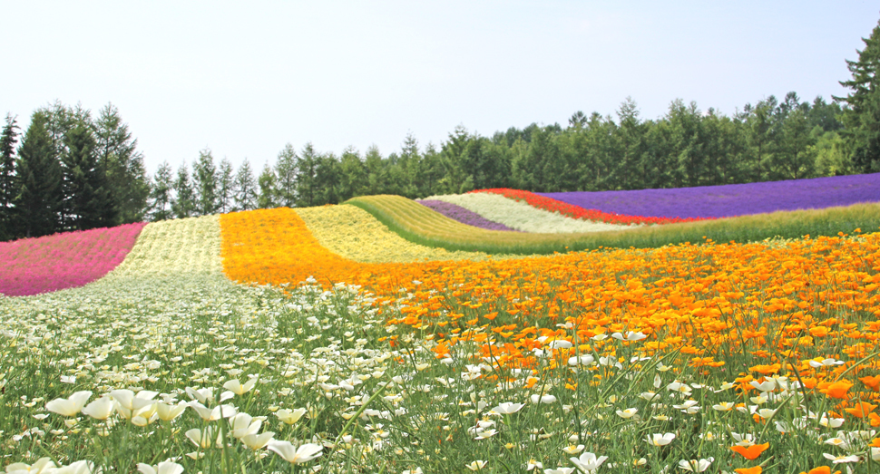 ファーム富田（7月）（イメージ）