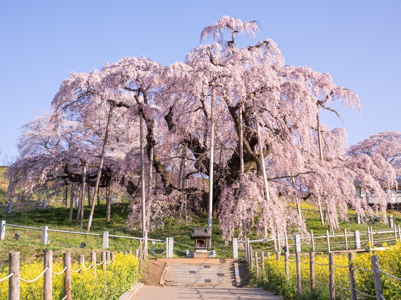 三春滝桜