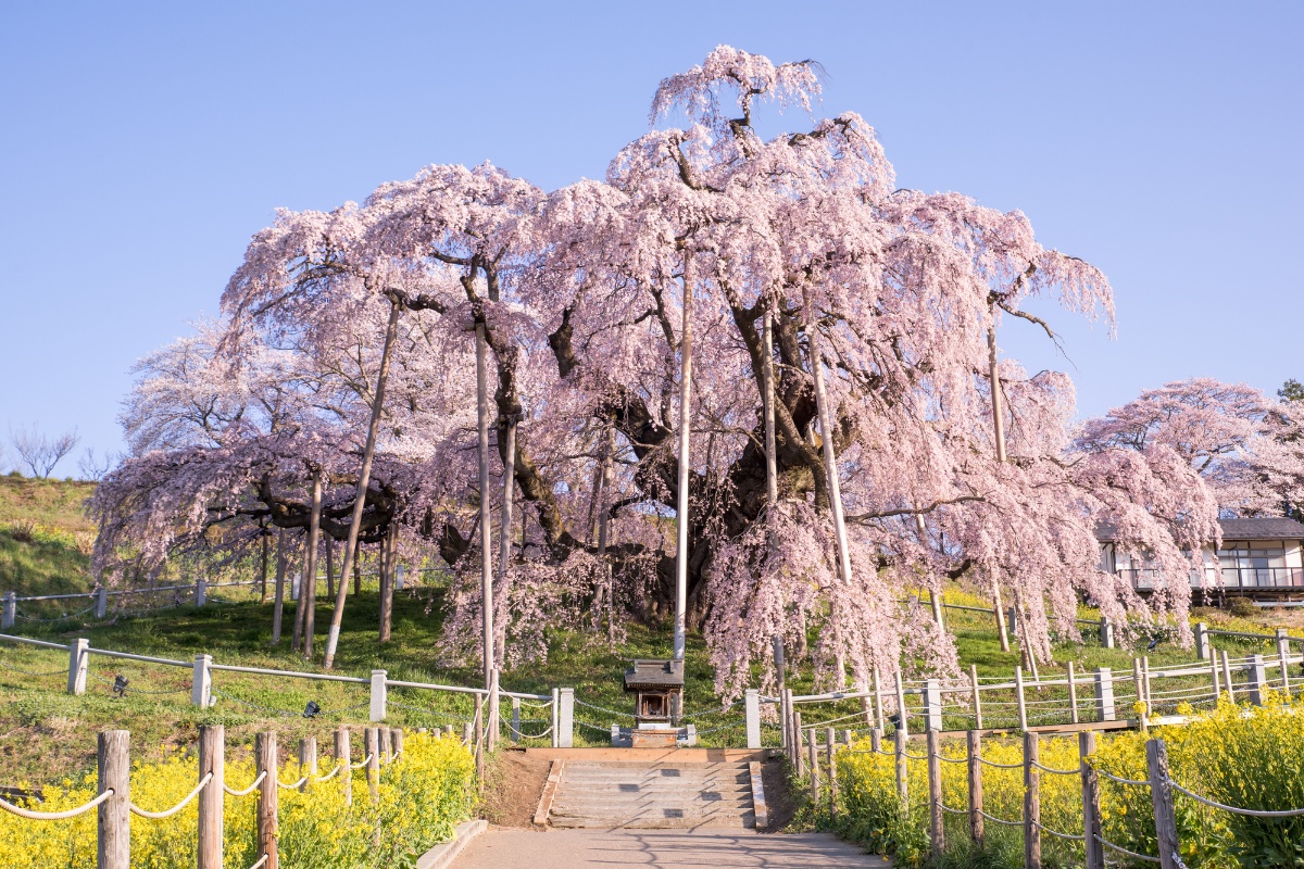 三春の滝桜