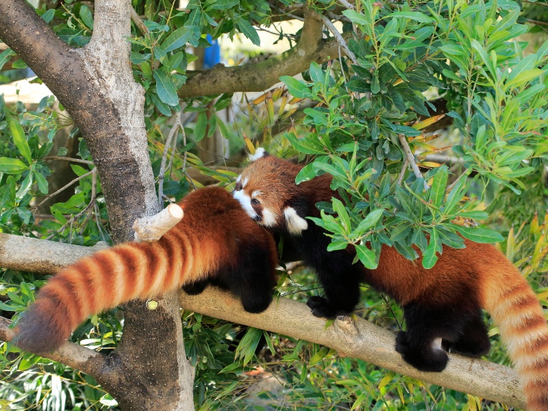 大牟田市動物園